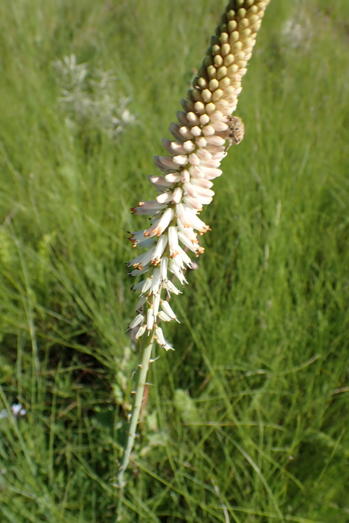 Small White Poker from uMgungundlovu District Municipality, South