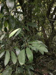 Rhaphidophora hongkongensis