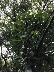 Rhaphidophora hongkongensis