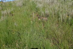 Kniphofia buchananii