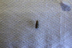 Ephestiopsis oenobarella