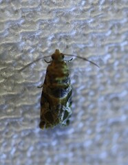 Ephestiopsis oenobarella