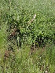 Kniphofia buchananii