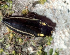 Metataenia artensis