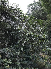 Ficus irisana
