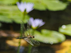 Hydrobasileus brevistylus
