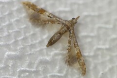 Tineodidae