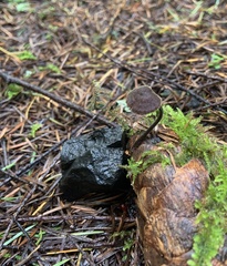 Auriscalpium vulgare