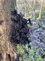 Phaeotremella frondosa