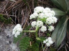 Anisotome haastii