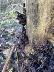 Phaeotremella frondosa