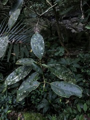 Turpinia formosana