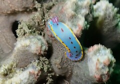 Hypselodoris bennetti