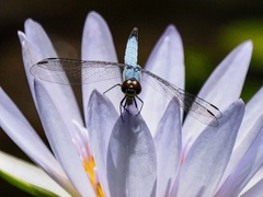 Brachydiplax denticauda