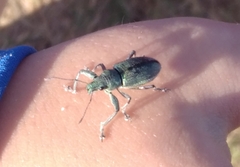 Naupactus auricinctus