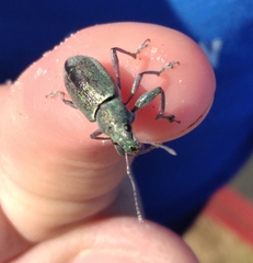 Naupactus auricinctus