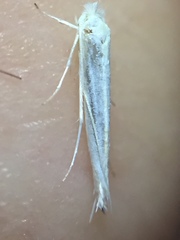 Stegommata sulfuratella