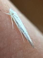 Stegommata sulfuratella