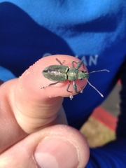 Naupactus auricinctus