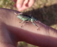 Naupactus auricinctus