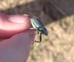 Naupactus auricinctus