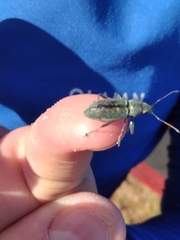 Naupactus auricinctus