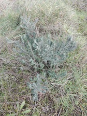 Lavandula