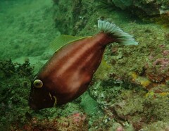 Eubalichthys bucephalus