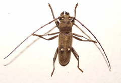 Gnatholea eburifera
