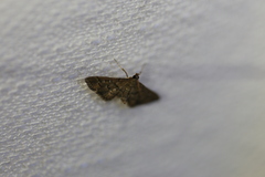 Nacoleia