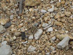 Dolycoris
