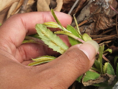 Puccinia carthami