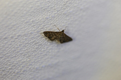 Nacoleia