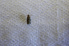 Ephestiopsis oenobarella