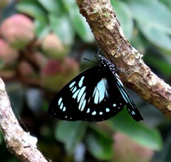 Charaxes wakefieldi