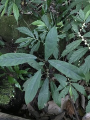Turpinia formosana