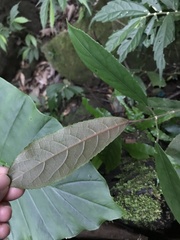 Turpinia formosana