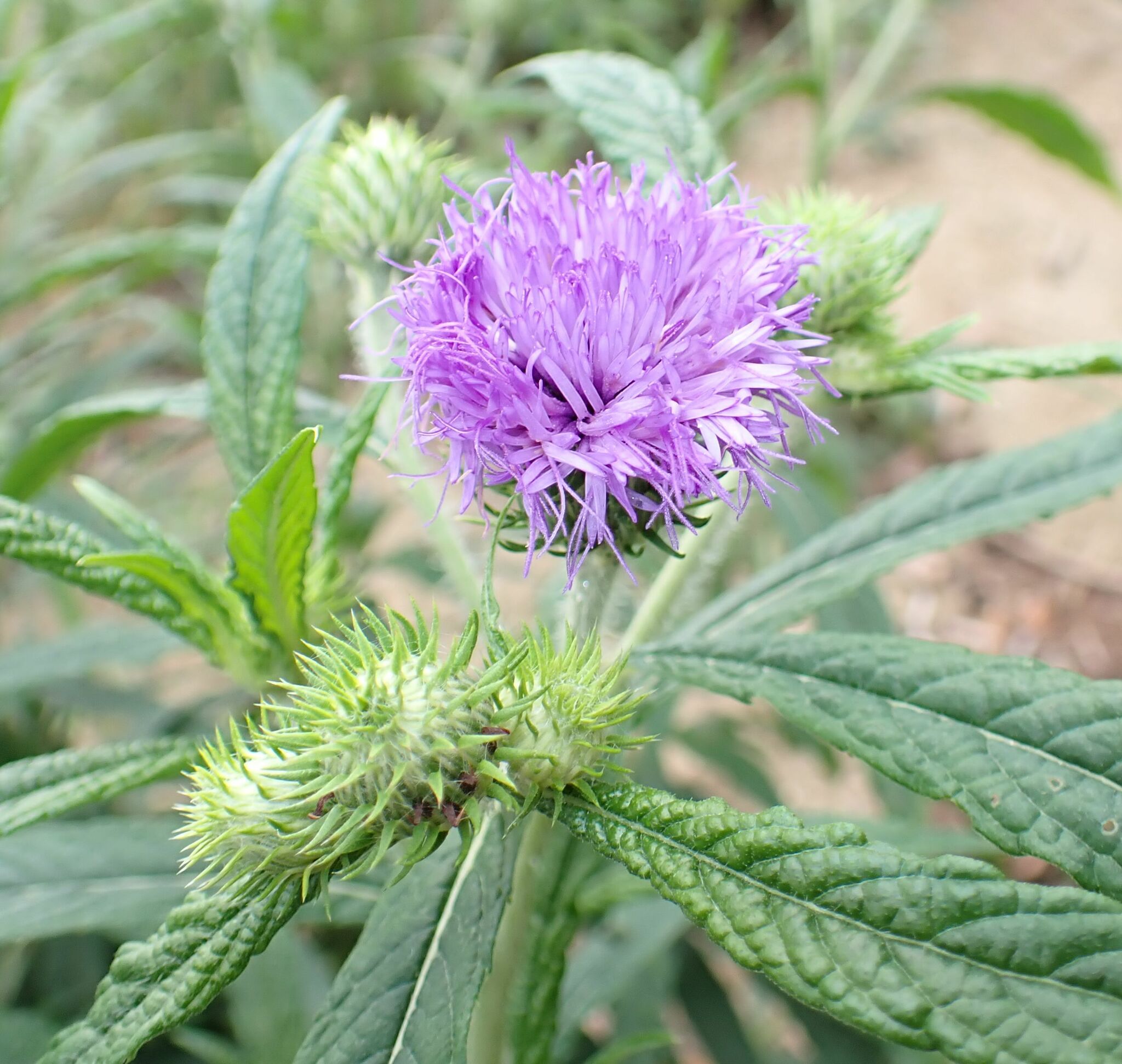 Vernonia galamensis