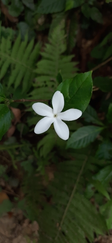 Image of Coffea benghalensis by (c) Sayee Girdhari, some rights reserved (CC BY)