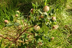 Pimelea ligustrina ciliata