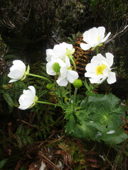 Ranunculus lyallii