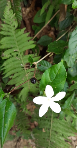 Image of Bengal Coffee (Coffea benghalensis) by (c) Sayee Girdhari, some rights reserved (CC BY)