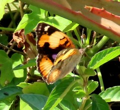 Junonia hierta cebrene