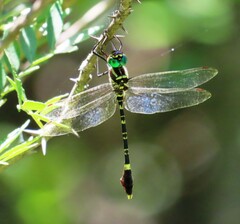 Phyllomacromia picta