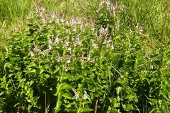 Veronica derwentiana