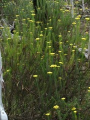 Cassinia cunninghamii