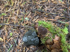 Auriscalpium vulgare