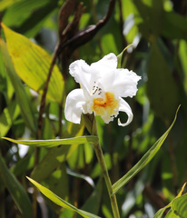 Sobralia leucoxantha
