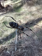 Trichonephila edulis