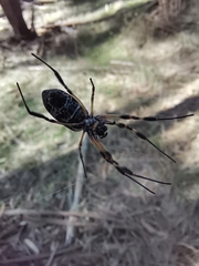 Trichonephila edulis